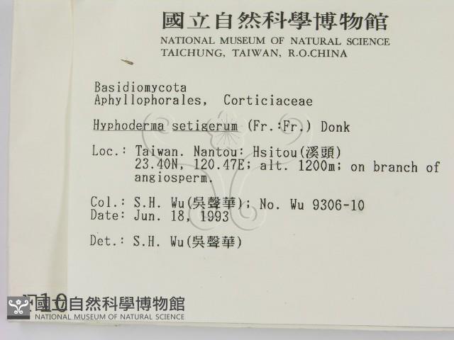 剛毛絲皮菌藏品圖，第2張