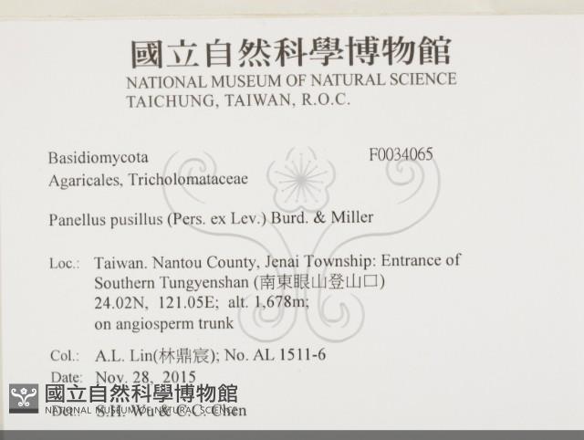 登錄號:F0034065藏品圖，第2張