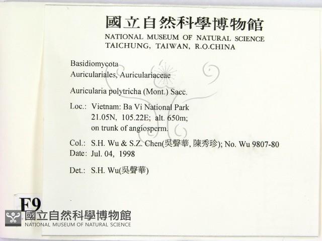 毛木耳藏品圖，第2張