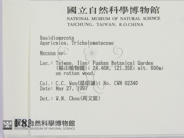 小菇屬藏品圖，第2張