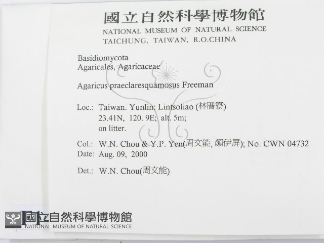 細鱗蘑菇藏品圖，第2張