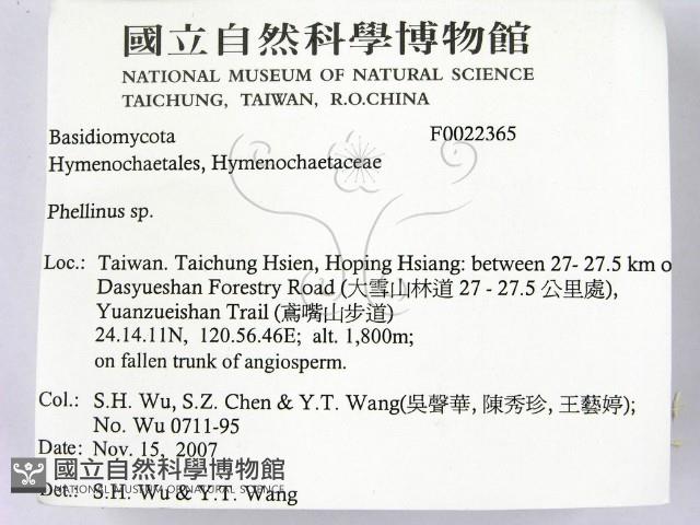 木層孔菌屬藏品圖，第2張