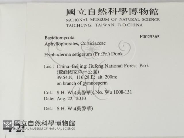 剛毛絲皮菌藏品圖，第2張