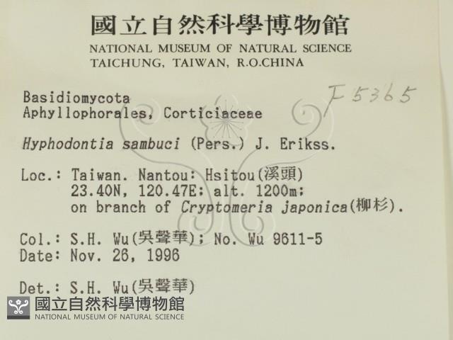 冇骨消絲齒菌藏品圖，第2張