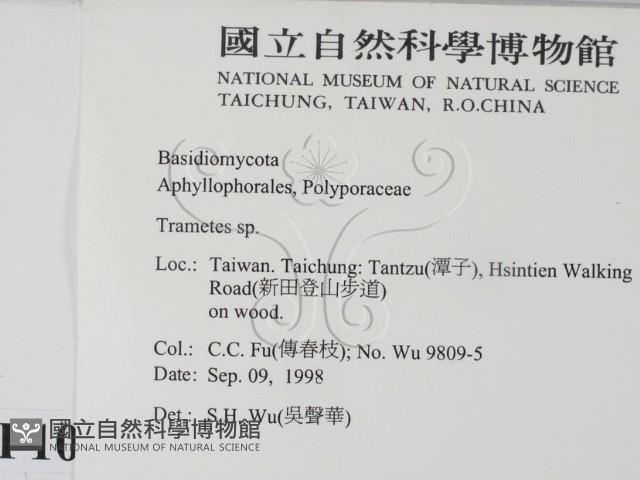 栓菌屬藏品圖，第2張