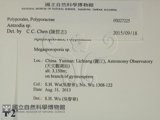 薄孔菌屬藏品圖，第2張