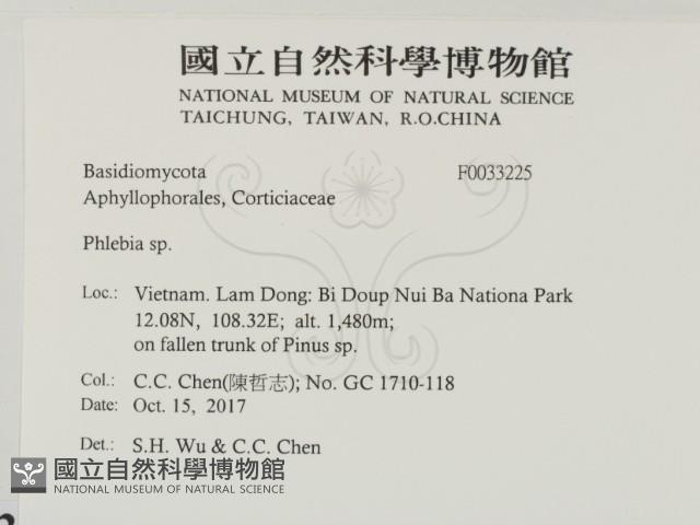 射脈菌屬藏品圖，第2張