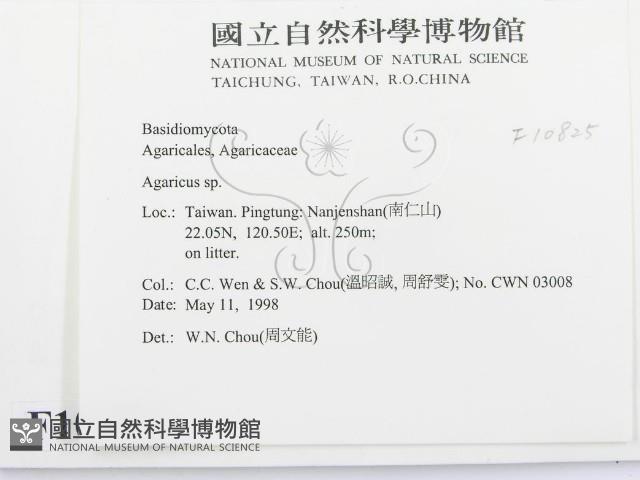 傘菌屬藏品圖，第2張