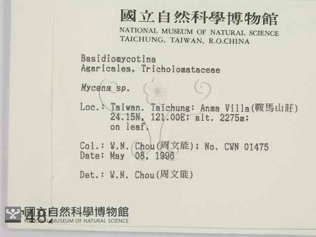 小菇屬藏品圖，第2張