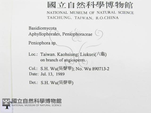 筍殼菌屬藏品圖，第2張