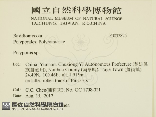 多孔菌屬藏品圖，第2張