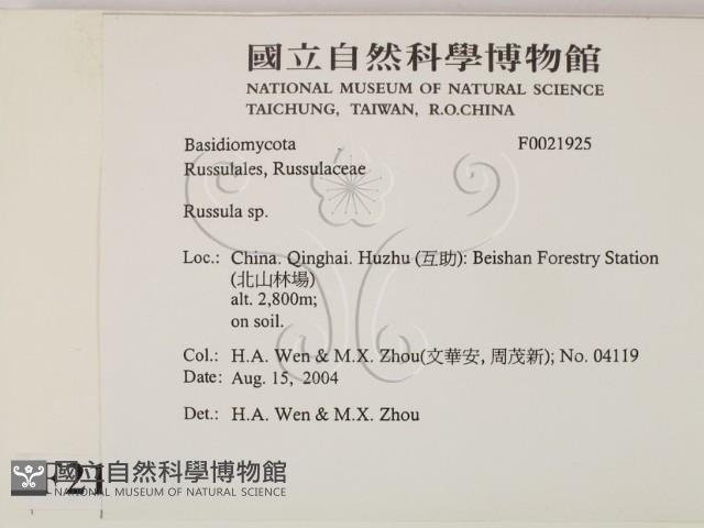 紅菇屬藏品圖，第2張