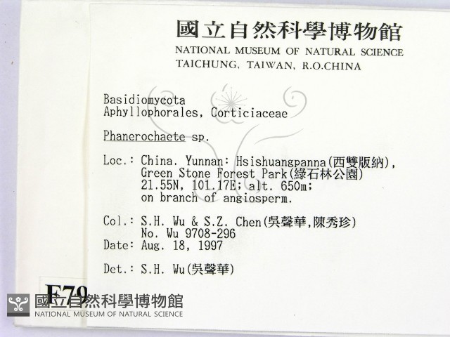 顯絲菌屬藏品圖，第2張
