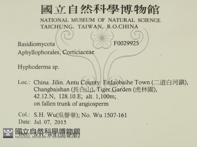 絲皮菌屬藏品圖，第2張