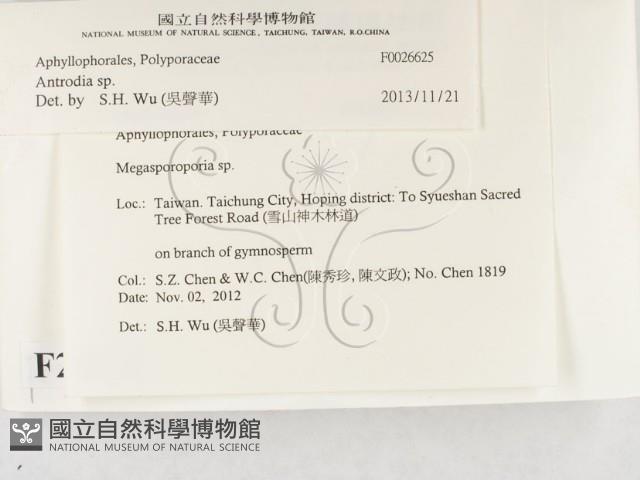 薄孔菌屬藏品圖，第2張