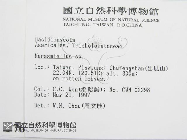 微皮傘屬藏品圖，第2張