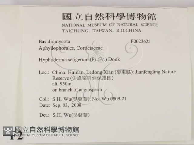 剛毛絲皮菌藏品圖，第2張