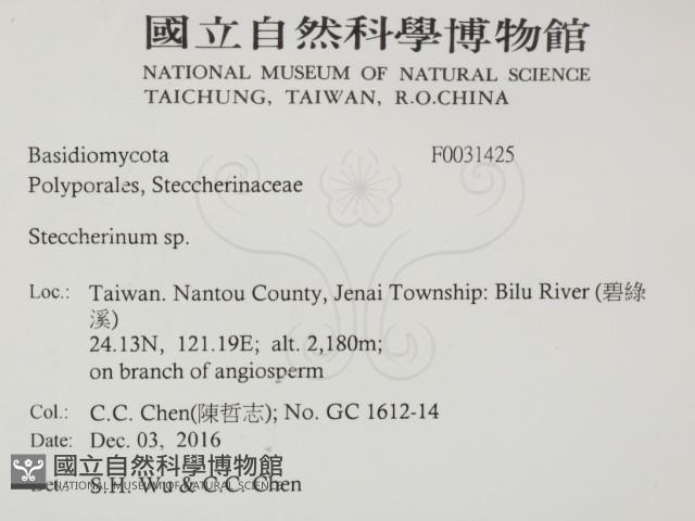 齒耳菌屬藏品圖，第2張