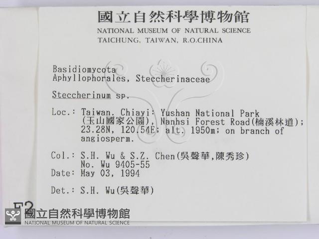 齒耳菌屬藏品圖，第2張