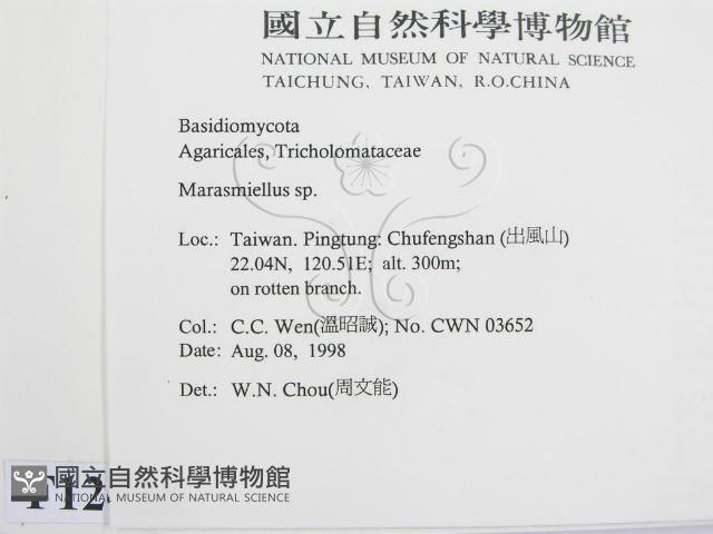 微皮傘屬藏品圖，第2張