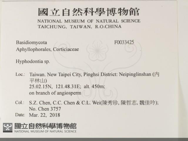 絲齒菌屬藏品圖，第2張