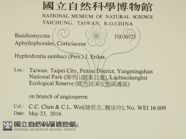 冇骨消絲齒菌藏品圖，第2張