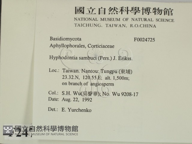 冇骨消絲齒菌藏品圖，第2張