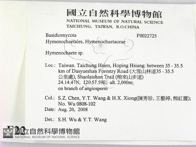 刺革菌屬藏品圖，第2張