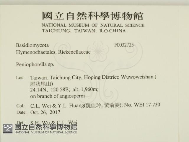 擬筍殼菌屬藏品圖，第2張