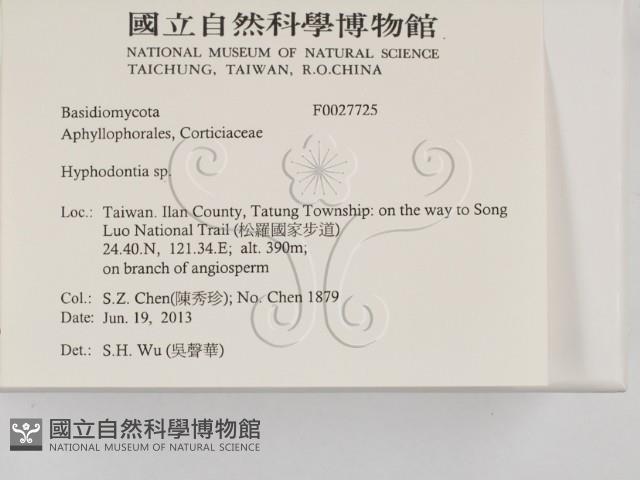 絲齒菌屬藏品圖，第2張