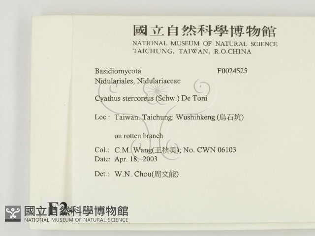 糞生黑蛋巢菌藏品圖，第2張