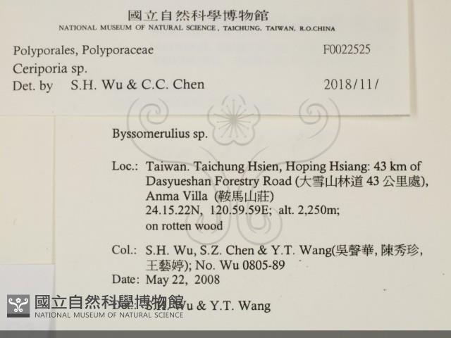 蠟孔菌屬藏品圖，第2張