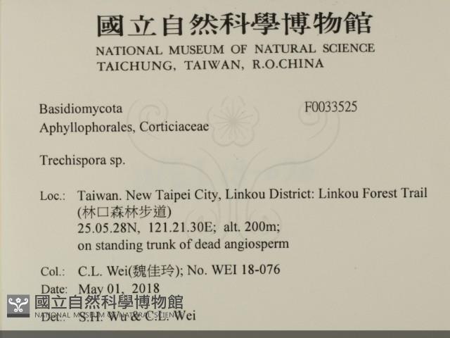 粗糙孢菌屬藏品圖，第2張