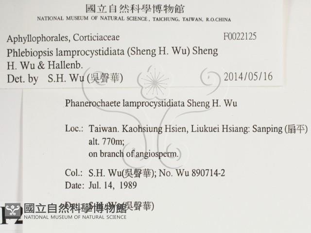 燈籠囊擬射脈菌藏品圖，第2張