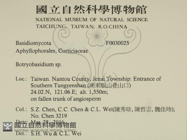 串擔革菌屬藏品圖，第2張