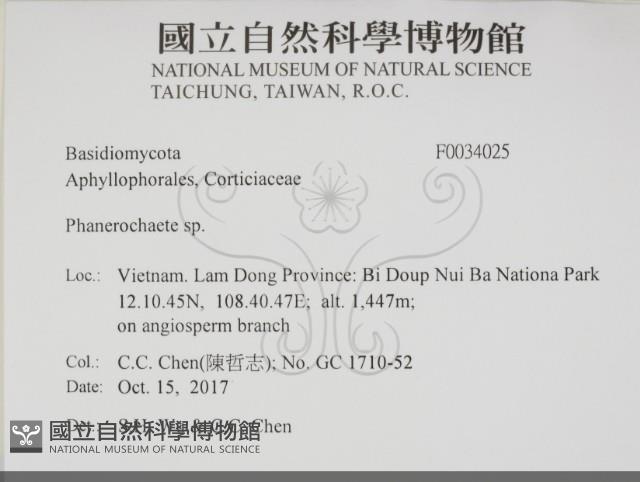 顯絲菌屬藏品圖，第2張