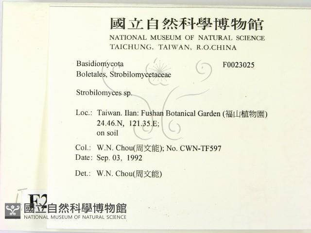 松塔牛肝菌屬藏品圖，第2張