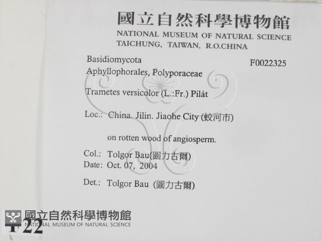 雲芝藏品圖，第2張