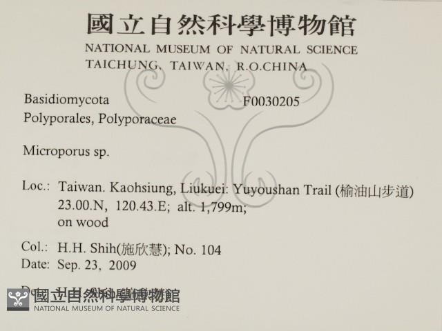 小孔菌屬藏品圖，第2張