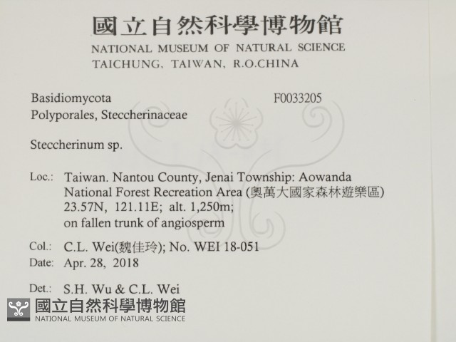 齒耳菌屬藏品圖，第2張