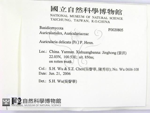 皺木耳藏品圖，第2張