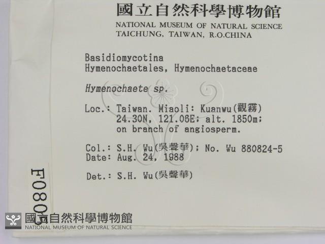 刺革菌屬藏品圖，第2張