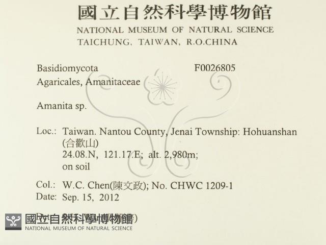 鵝膏屬藏品圖，第2張