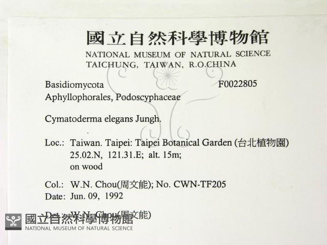 優雅波邊革菌藏品圖，第2張