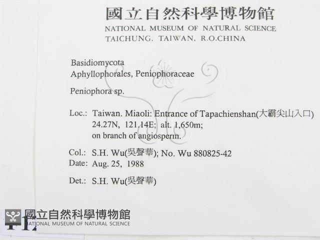 筍殼菌屬藏品圖，第2張