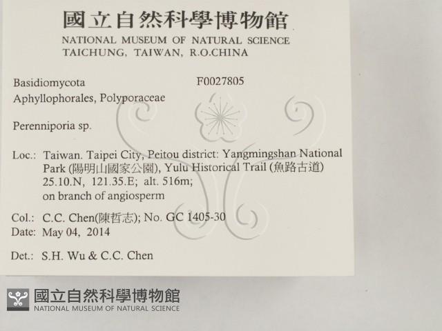 多年臥孔菌屬藏品圖，第2張