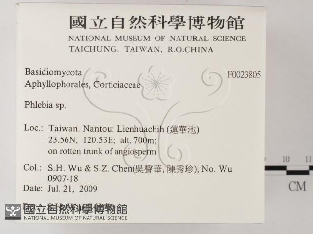 射脈菌屬藏品圖，第2張