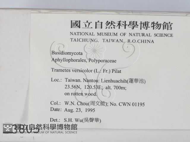 雲芝藏品圖，第2張