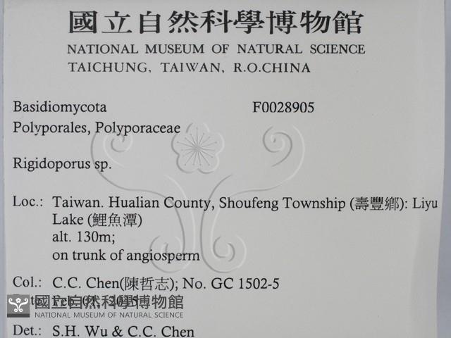 硬孔菌屬藏品圖，第2張