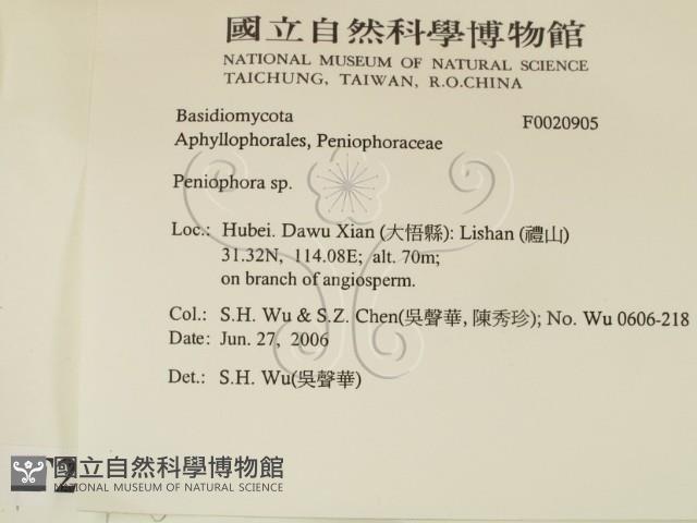 筍殼菌屬藏品圖，第2張